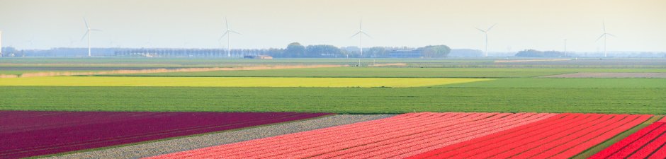 Bollenveld
