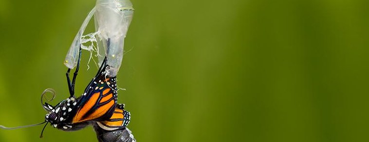Metamorfose vlinder